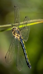 Micromidia atrifrons