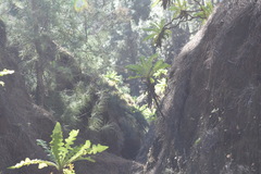 Sonchus daltonii