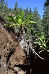 Sonchus daltonii