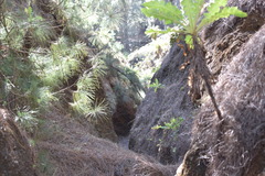 Sonchus daltonii