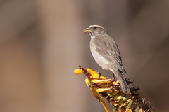 Crithagra gularis gularis