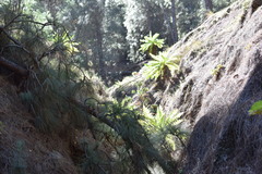 Sonchus daltonii