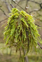 Hypnum resupinatum