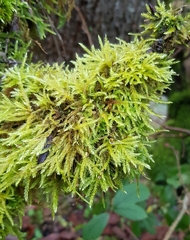 Hypnum resupinatum