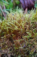 Hypnum resupinatum
