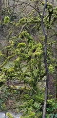 Hypnum resupinatum