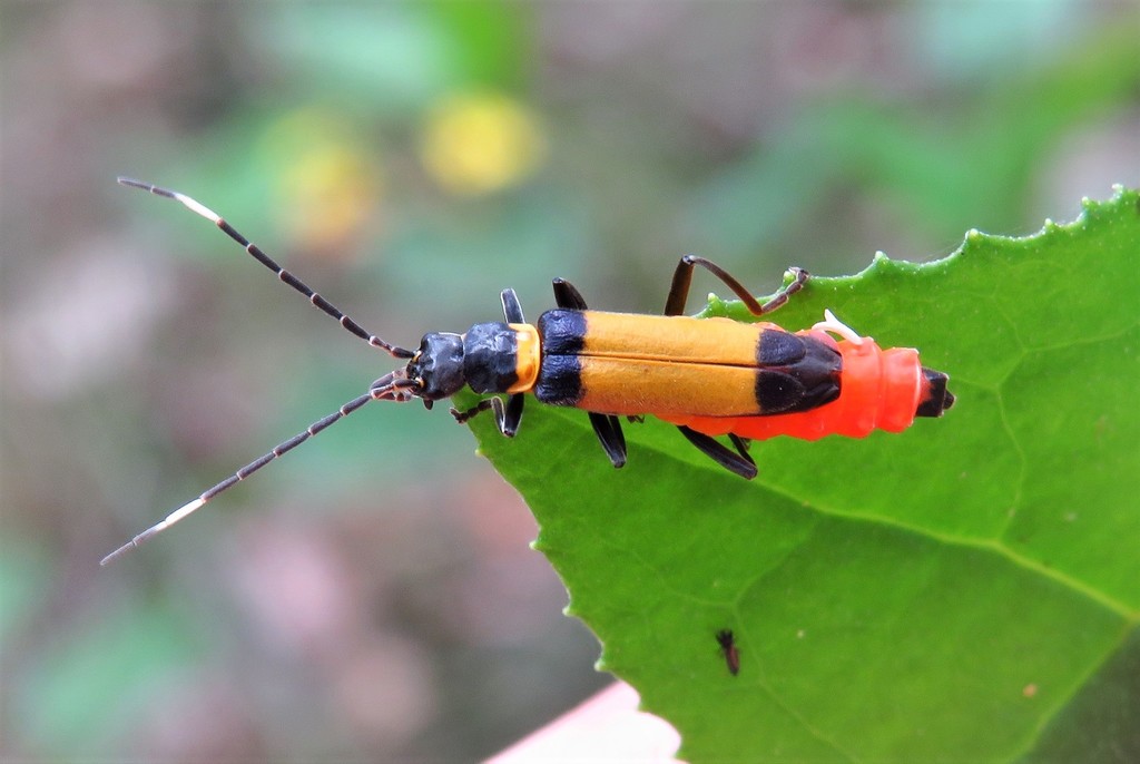 Chauliognathus imperialis