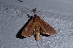 Ichneutica infensa