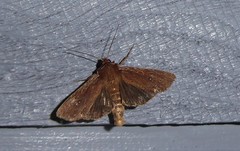 Ichneutica infensa