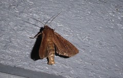 Ichneutica infensa