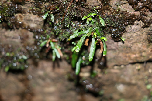 Image of Grammitis stenophylla by (c) Greg Tasney, some rights reserved (CC BY-SA)