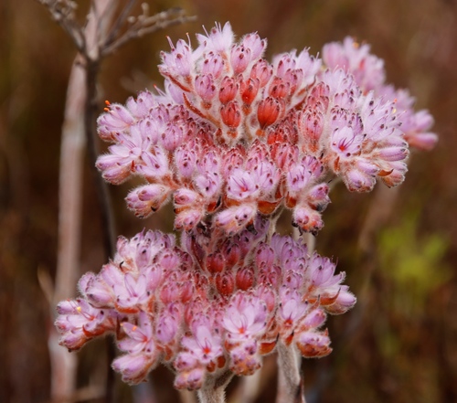 Dilatris corymbosa (Dilatris corymbosa)