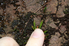 Grammitis stenophylla