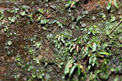 Grammitis stenophylla