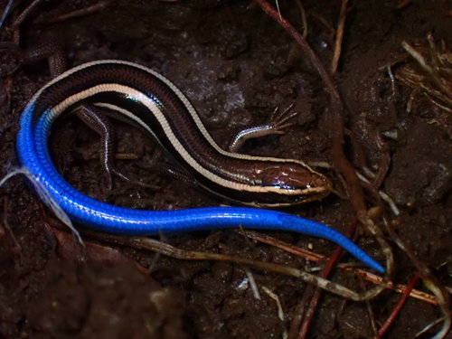 Western Skink