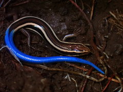 Western Skink photo 3