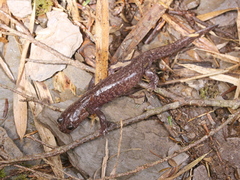 Hynobius sonani