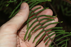 Gleichenia rupestris