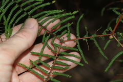 Gleichenia rupestris
