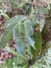Ardisia brevipedata