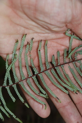 Gleichenia rupestris