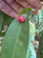 Ardisia brevipedata
