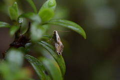 Mnesarchella