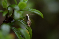 Mnesarchella