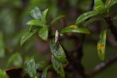 Mnesarchella