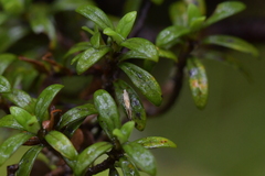 Mnesarchella