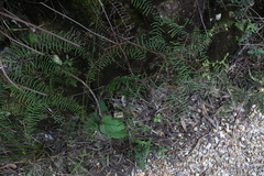 Gleichenia rupestris