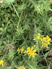 Pearsonia cajanifolia