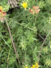 Pearsonia cajanifolia