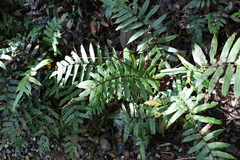 Blechnum camfieldii