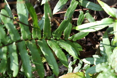 Blechnum camfieldii