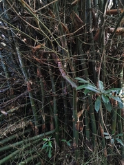 Bambusa dolichoclada