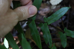 Blechnum camfieldii