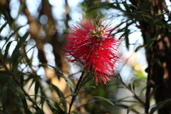 Melaleuca montana