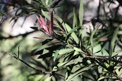 Melaleuca montana