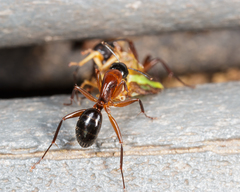 Camponotus texanus