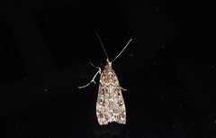 Eudonia philerga