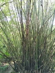 Bambusa multiplex