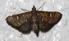 Dolicharthria stigmosalis