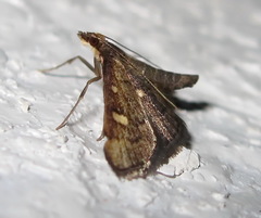 Dolicharthria stigmosalis