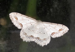 Scopula orientalis