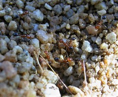 Solenopsis xyloni