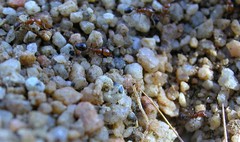Solenopsis xyloni