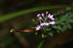 Comesperma esulifolium