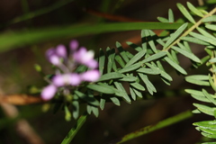 Comesperma esulifolium
