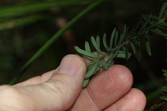 Comesperma esulifolium